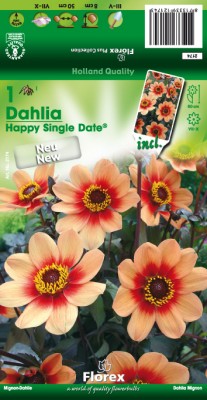 Zomerbollen en vaste planten Dahlia Dahlia mignon Happy Single Date per 1 Dahlia mignon Happy Single Date per 1  (a6139)